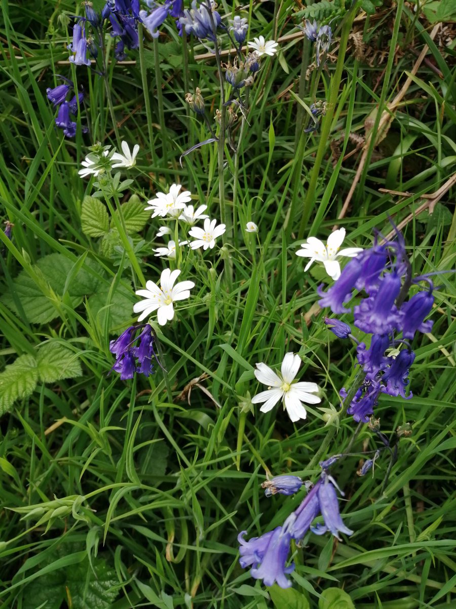 PascaleExeter's tweet photo. At the foot of the Haldon Belvedere #FlowerToday https://t.co/jt3hbihr4V
