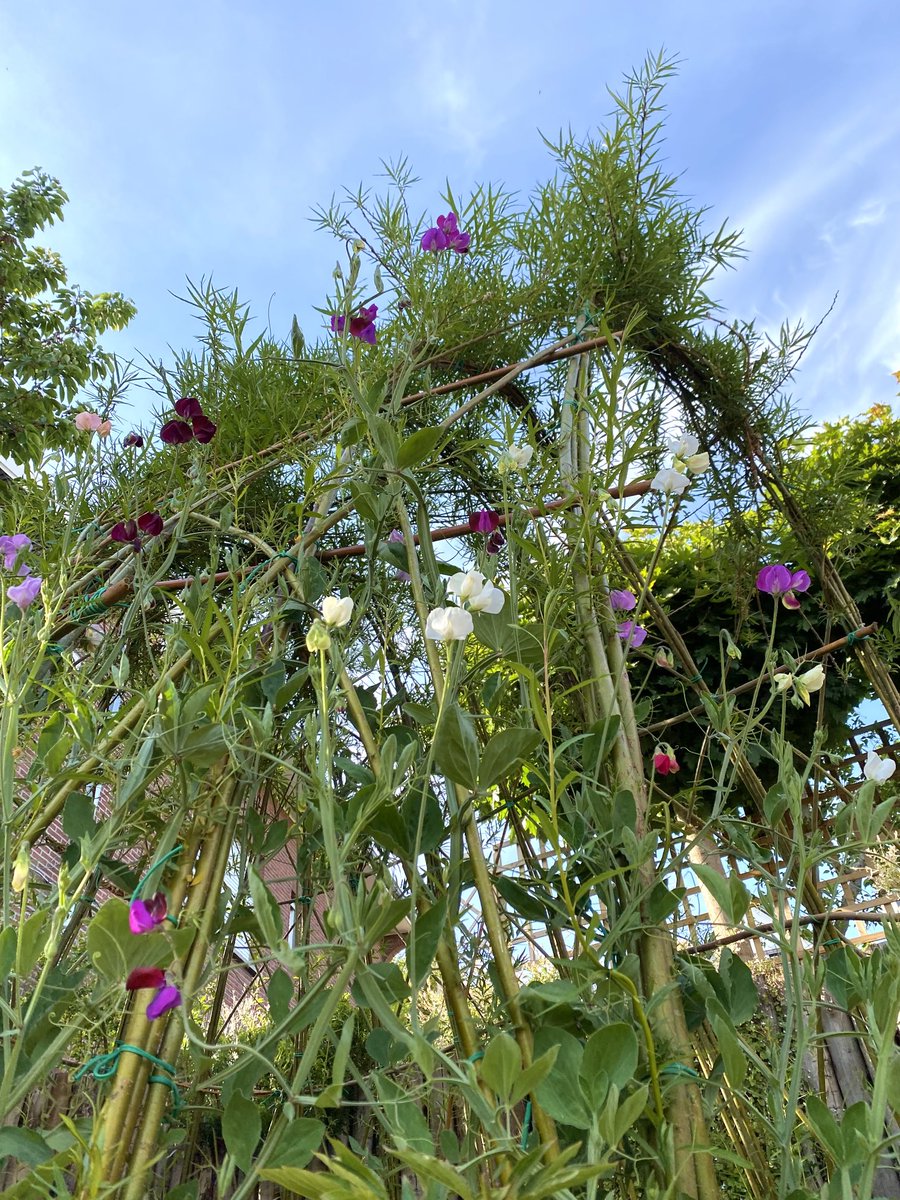 SophieH25306579's tweet photo. Made a wigloo (willow hut) in winter, planted sweet peas at each 'foot' in March and it's starting to look right like I imagined π #wigloo #gardeningtwitter #sweetpeas #gardendesign https://t.co/lKWGUp46nT