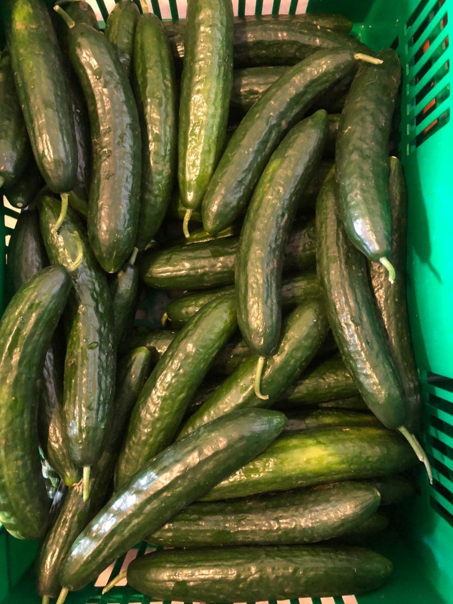Organic English cucumbers
Find them at <a href="/PrideFarms_Ltd/">Pride Farms Ltd.</a> shop. 📍Rwandex
#zerochemicals #kigaliproducts #HealthyEating #proudfarmers #rwandafarming #organicrwanda <a href="/RwandaRoam/">Rwanda Organic Agriculture Movement (ROAM)</a>