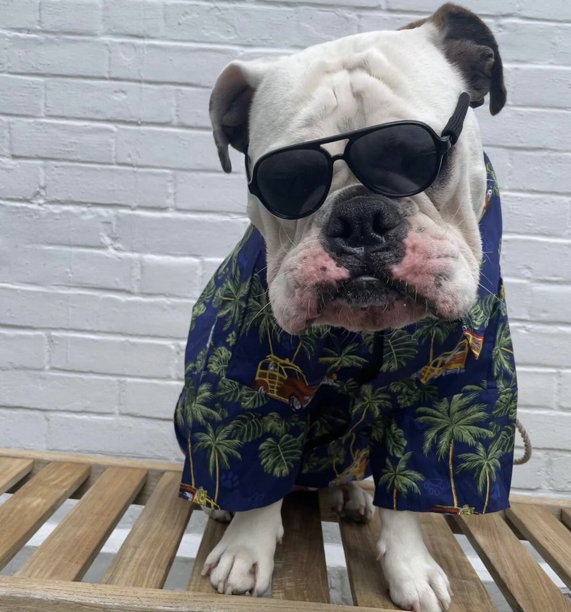 YaleBoston's tweet photo. Summer temps coming this weekend in Beantown. Bust out your fine weather fashion! https://t.co/BQwCDMcvCz