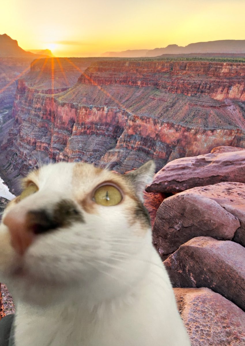 RawToast__'s tweet photo. my cat went to the grand canyon https://t.co/SbzJONF0LC