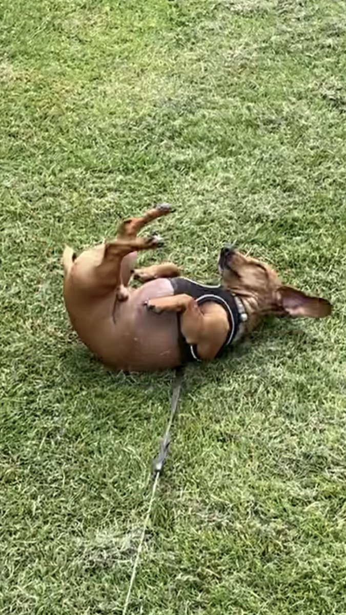 Had me an afternoon rollering and wiggle. Daddy wasn’t happy. I fought it smelt good #Dachshund