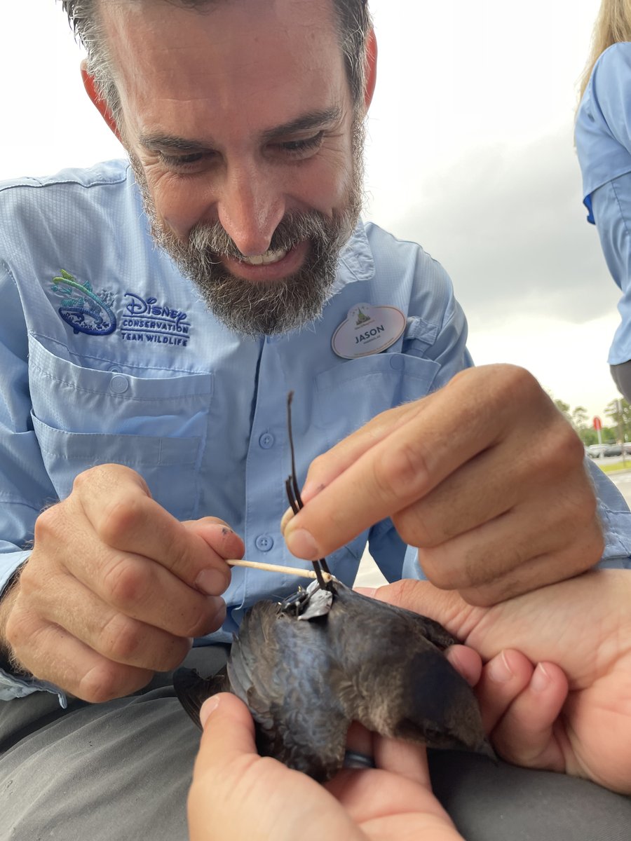 DisneyConserves's tweet photo. It's a #FieldWorkFriday photo dump from #DisneyTeamWildlife 📷 🐦 #DisneyConservation has been in the field for our annual Purple Martin Palooza giving local purple martin songbirds quick health checks and ID bands that will help us track birds that migrate and return each year. https://t.co/5Z2aqUq4ZC