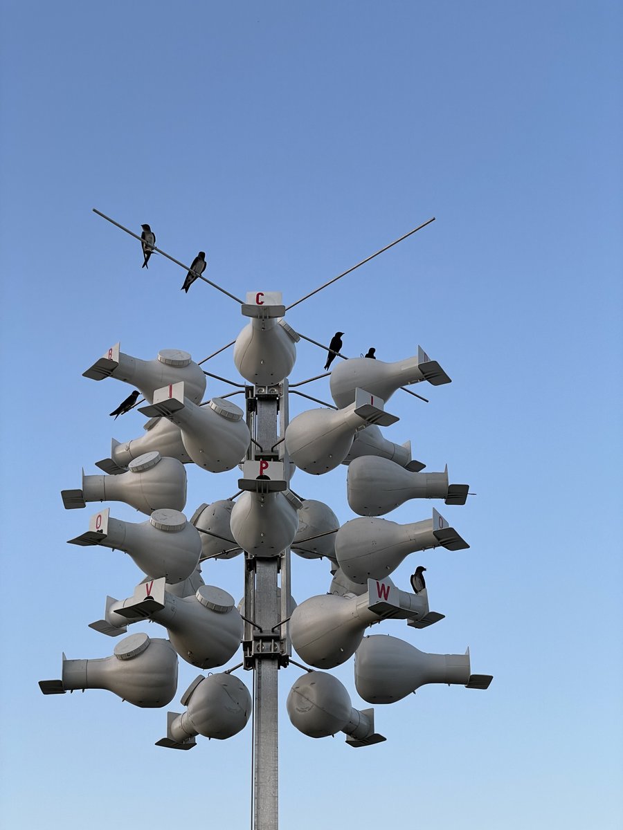 DisneyConserves's tweet photo. It's a #FieldWorkFriday photo dump from #DisneyTeamWildlife 📷 🐦 #DisneyConservation has been in the field for our annual Purple Martin Palooza giving local purple martin songbirds quick health checks and ID bands that will help us track birds that migrate and return each year. https://t.co/5Z2aqUq4ZC