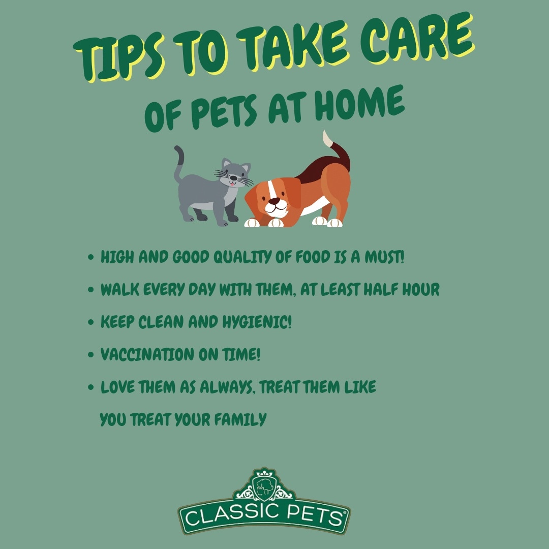 classic4pets's tweet photo. Here are some tips how take care to your pets at home!🐶🐶🐶
Shop now, give them home!
🌐 https://t.co/EhXCau43bW
☎️ Call: +17149084850
#LabradorRetriever #americaclassic4pets #BuyLabradorRetrievers #LabradorRetrieversforsale #LabradorRetrieversBreeder #LabRetrievers  #LabPuppies https://t.co/dDYDawx9Uo