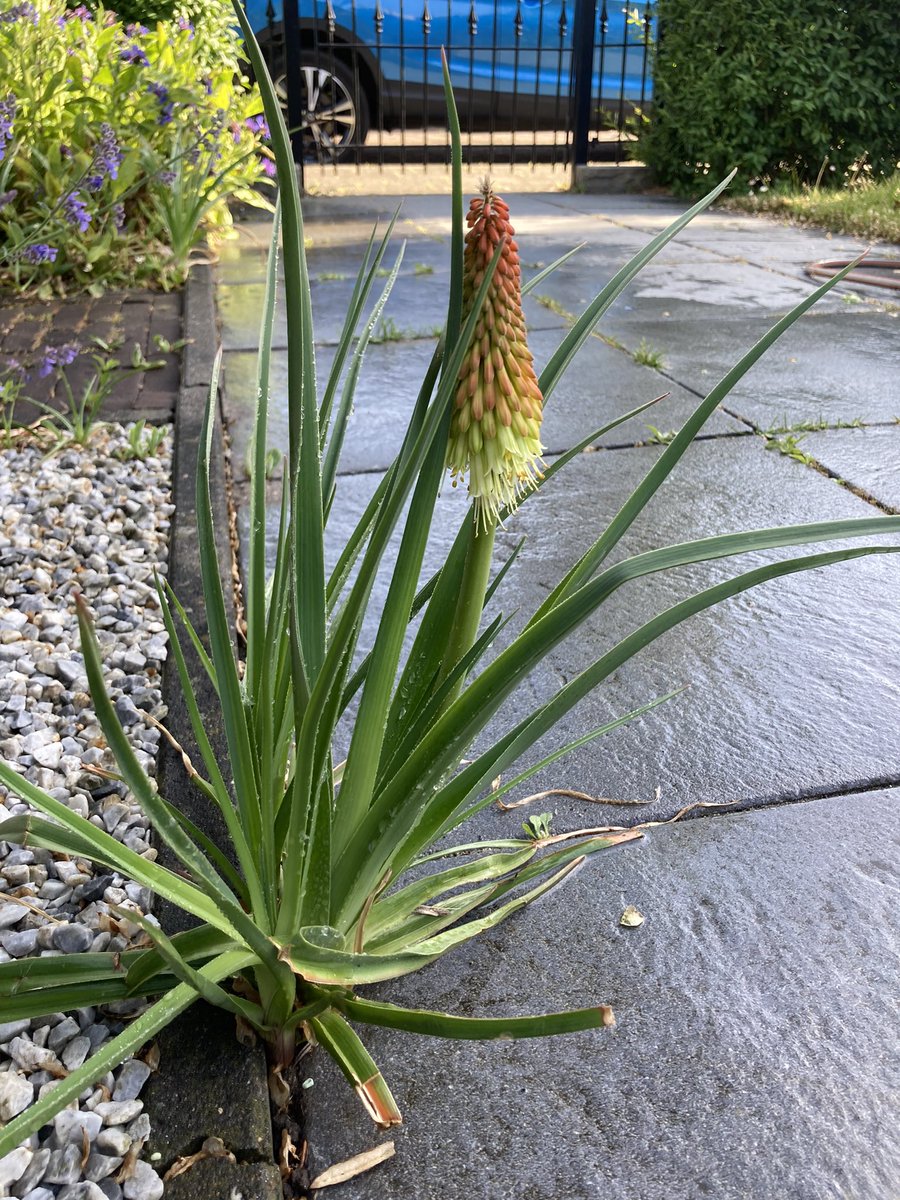 Niet geplande planten zijn soms het mooist.