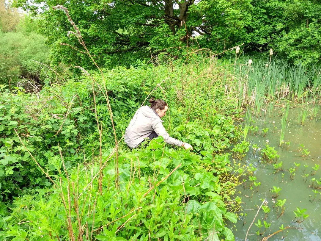SkeltonGrange's tweet photo. Aquatic #InvertebrateSurveying!
Today our #GreenTeam were hard at work surveying the ponds. This was a great task for our #volunteers to learn a new skill and for Skelton Grange to get some valuable data on our ponds diverse ecosystems 🐸
#practicalconservation #joininfeelgood https://t.co/81UfKoflvA