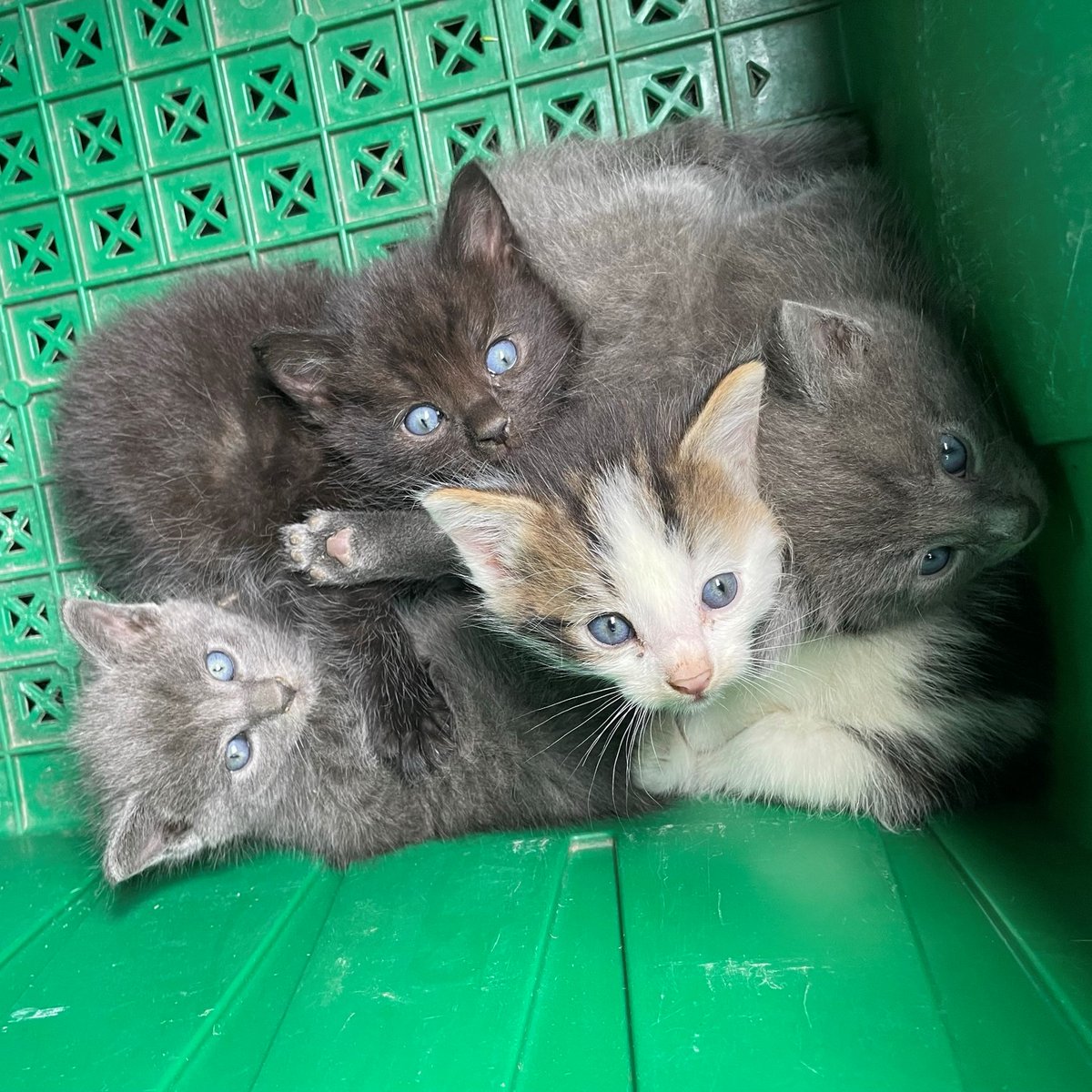 kyhumane's tweet photo. These tiny orphaned kittens were discovered by a Louisville police officer w/ @LMPD hiding under the porch of an abandoned property. The officer brought the fragile cats to us so we could help them & we're so grateful! Donations help us save lives! Give: https://t.co/WeoUlNRIfQ https://t.co/b8YgZTgq6j