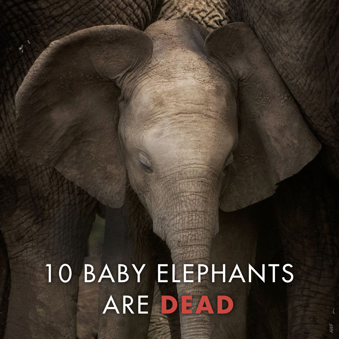 AWF_Official's tweet photo. 10 baby elephants are dead in Tsavo National Park alone – and climate change is to blame. Add your name now to be 1 of 50,000 climate advocates! https://t.co/ihI4RnANSr #EndangeredSpeciesDay #BiodiversityDay https://t.co/XXy6adE4Wp