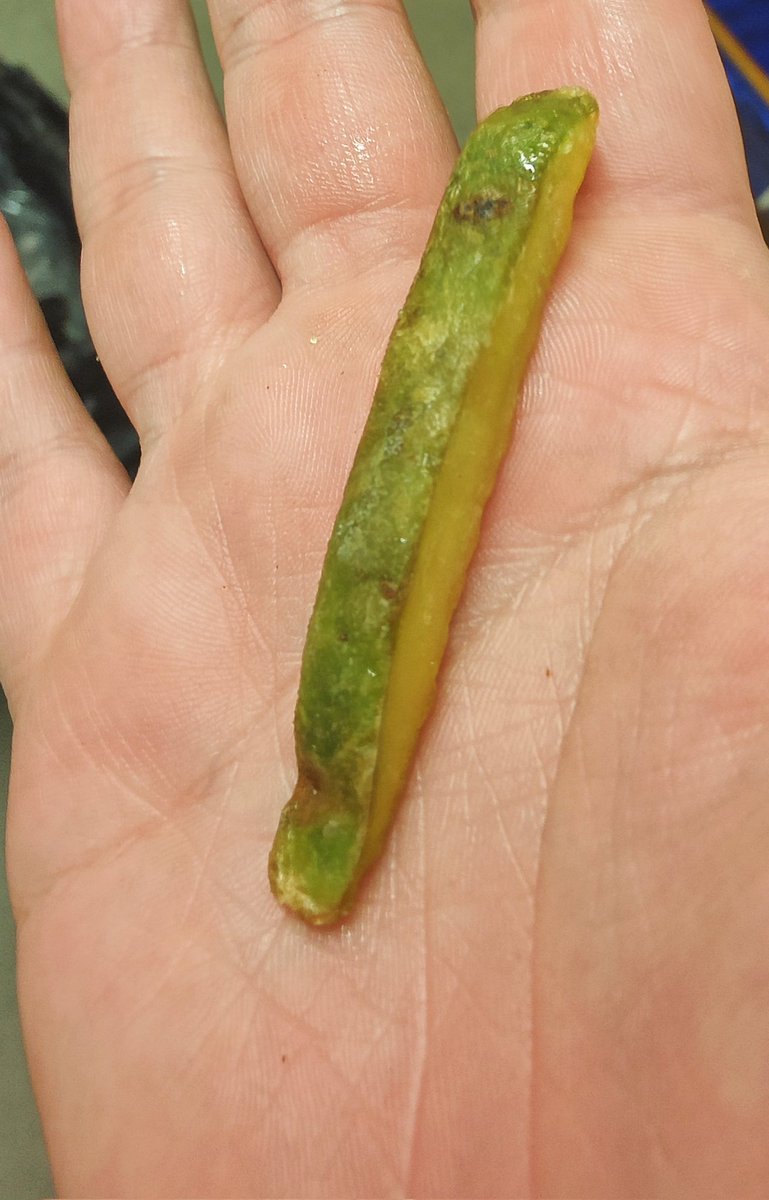 5h4pun's tweet photo. Just found this in a bag of fries at work, made me think of you all 💚 #greenchip #GreenChipNFT 

@SeabumsNFTs https://t.co/FPQIyIJ11U