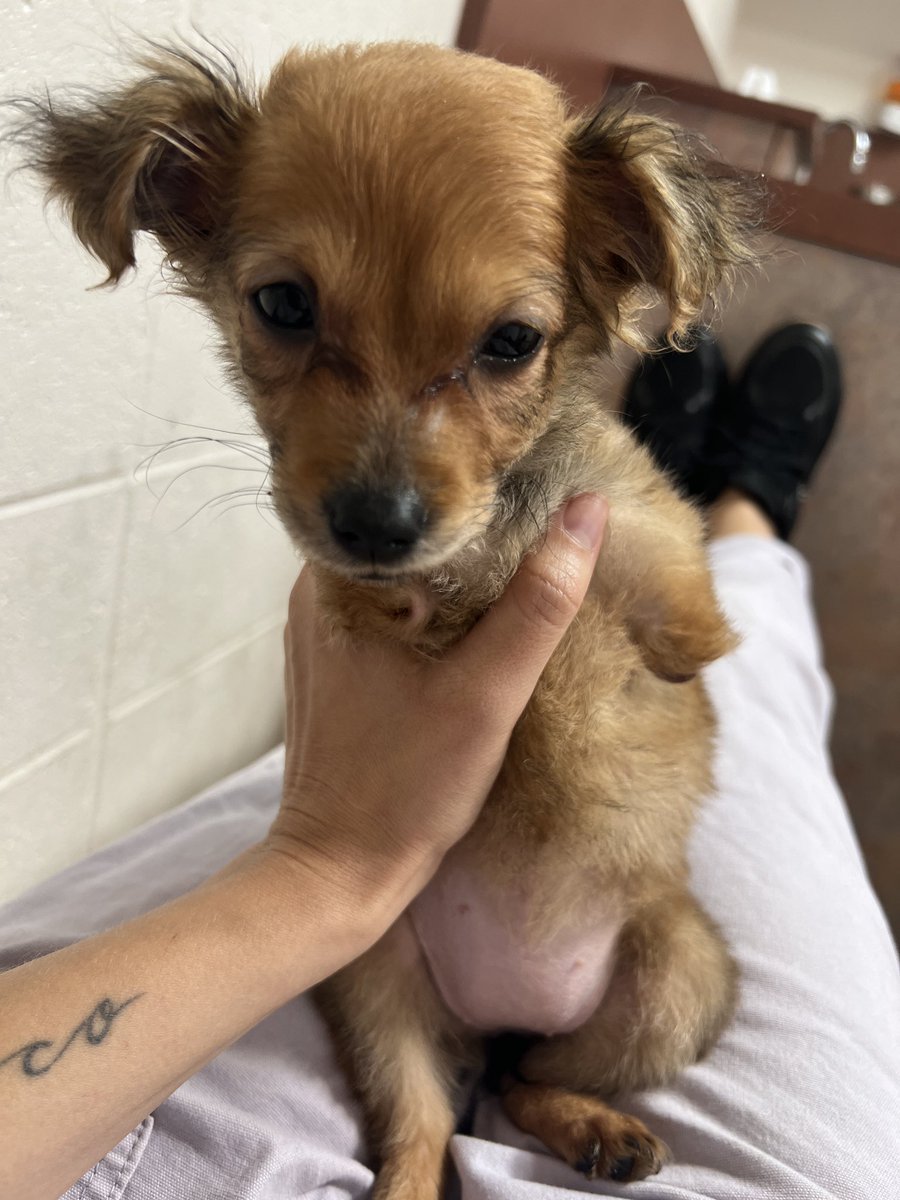 the small brown puppy is sitting and being propped up by her rescuer. her head is hanging slightly low with a sad expression on her face