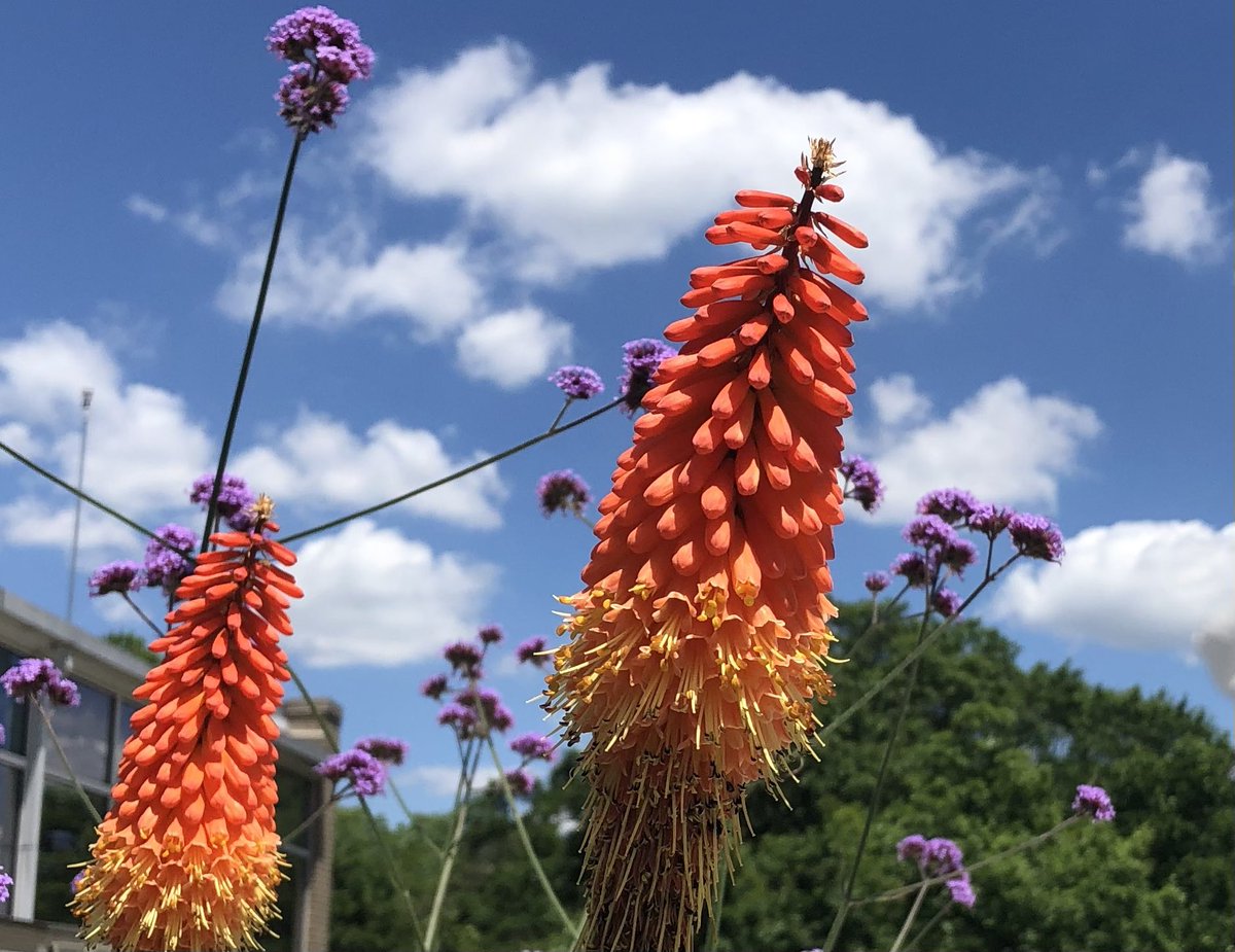 SPARK Sprouts tweet media