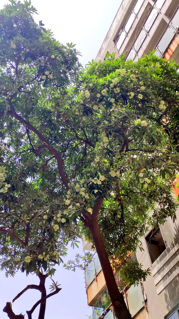3d_india's tweet photo. Saptaparni blooming right now at Vile Parle West, Mumbai.
It's blooming but the fragrance that comes with it at night is absent.
@seasonwatch_in #treesofmumbai #50trees https://t.co/MgJpeJxkDL