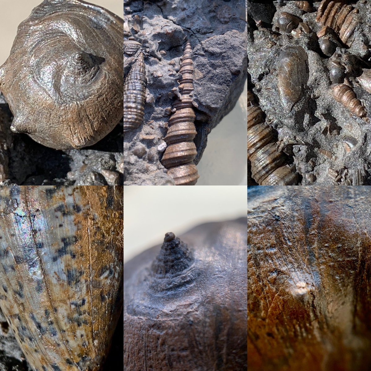 dr_dappleton's tweet photo. #FossilFriday deserves this plate of #gastropod #fossils from #Weitendorf Austria #miocene aged on a base of volcanic rock #fossil #paleontology #nature #photography #NaturePhotography #shells #fossilshells #nature #gastropodfossils https://t.co/PsSnlLya6y