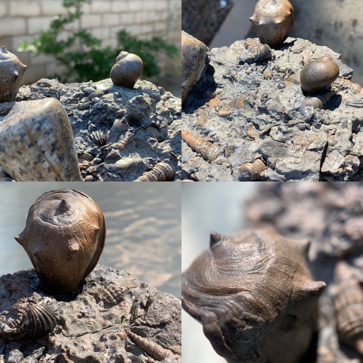 dr_dappleton's tweet photo. #FossilFriday deserves this plate of #gastropod #fossils from #Weitendorf Austria #miocene aged on a base of volcanic rock #fossil #paleontology #nature #photography #NaturePhotography #shells #fossilshells #nature #gastropodfossils https://t.co/PsSnlLya6y