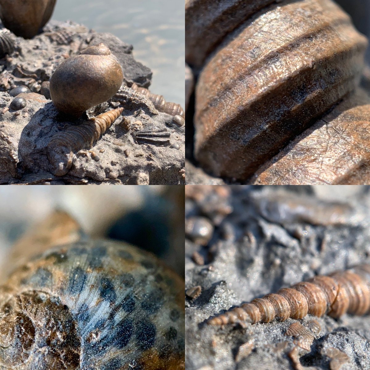 dr_dappleton's tweet photo. #FossilFriday deserves this plate of #gastropod #fossils from #Weitendorf Austria #miocene aged on a base of volcanic rock #fossil #paleontology #nature #photography #NaturePhotography #shells #fossilshells #nature #gastropodfossils https://t.co/PsSnlLya6y
