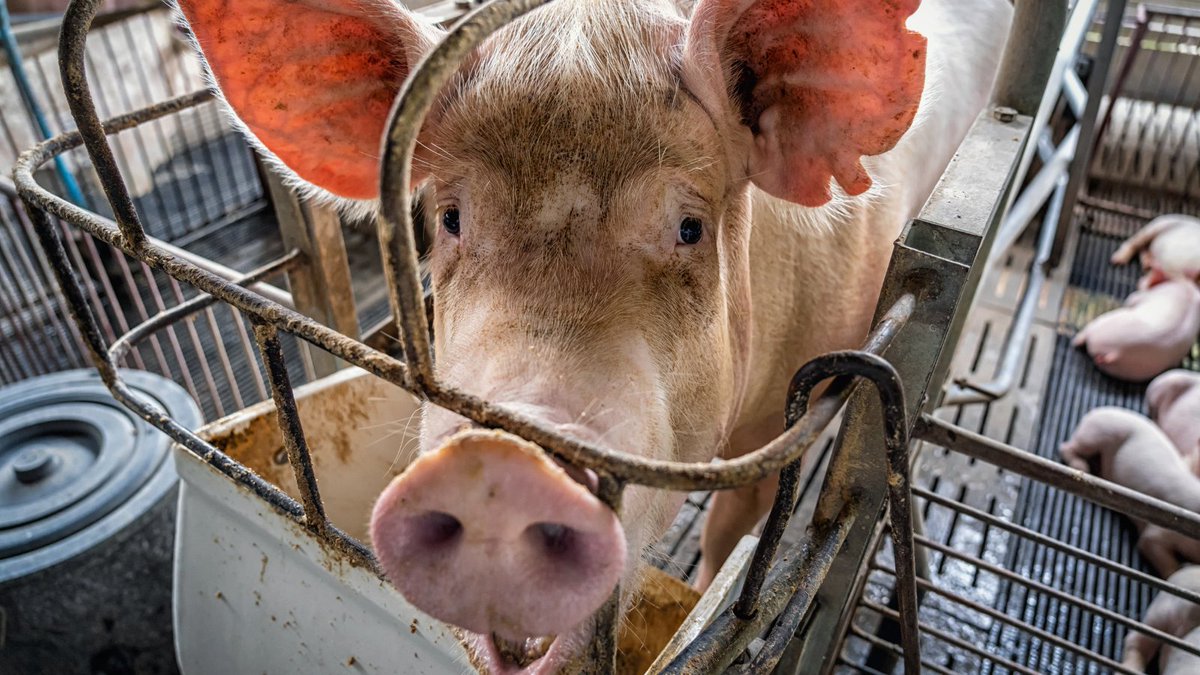 In 2018, Californians voted overwhelmingly to enact the strongest protections for farmed animals in the country. Now, a decision by #SCOTUS could overturn #Prop12 and eliminate states' abilities to pass laws to protect animals. 

RT to ask <a href="/POTUS/">President Donald J. Trump</a> to #ProtectProp12 now!