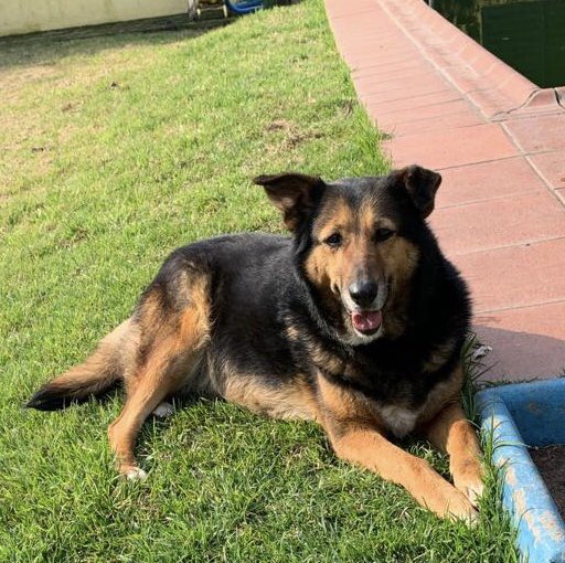 Se perdió Loli en Diag 74 y 34 de La Plata. La estamos buscando! Por favor si la ven, llamar al 2215022610. Gracias! <a href="/eldialp/">Diario EL DIA de La Plata</a> <a href="/LauRomoli/">Laura Romoli</a> <a href="/infocielo/">Infocielo</a> <a href="/0221comar/">0221</a> <a href="/radioulaplata/">Radio UNLP</a> <a href="/RED92cadadiamas/">RED 92</a> <a href="/desdeDiarioHoy/">Redacción Diario Hoy</a> <a href="/revistalatecla/">Revista La Tecla</a> <a href="/ConsultoraMc/">𝑪𝒐𝒏𝒔𝒖𝒍𝒕𝒐𝒓𝒂 𝑴&𝑪 💯ᴍᴏɴɪᴛᴏʀᴇᴏ ᴅᴇ ᴍᴇᴅɪᴏꜱ</a>