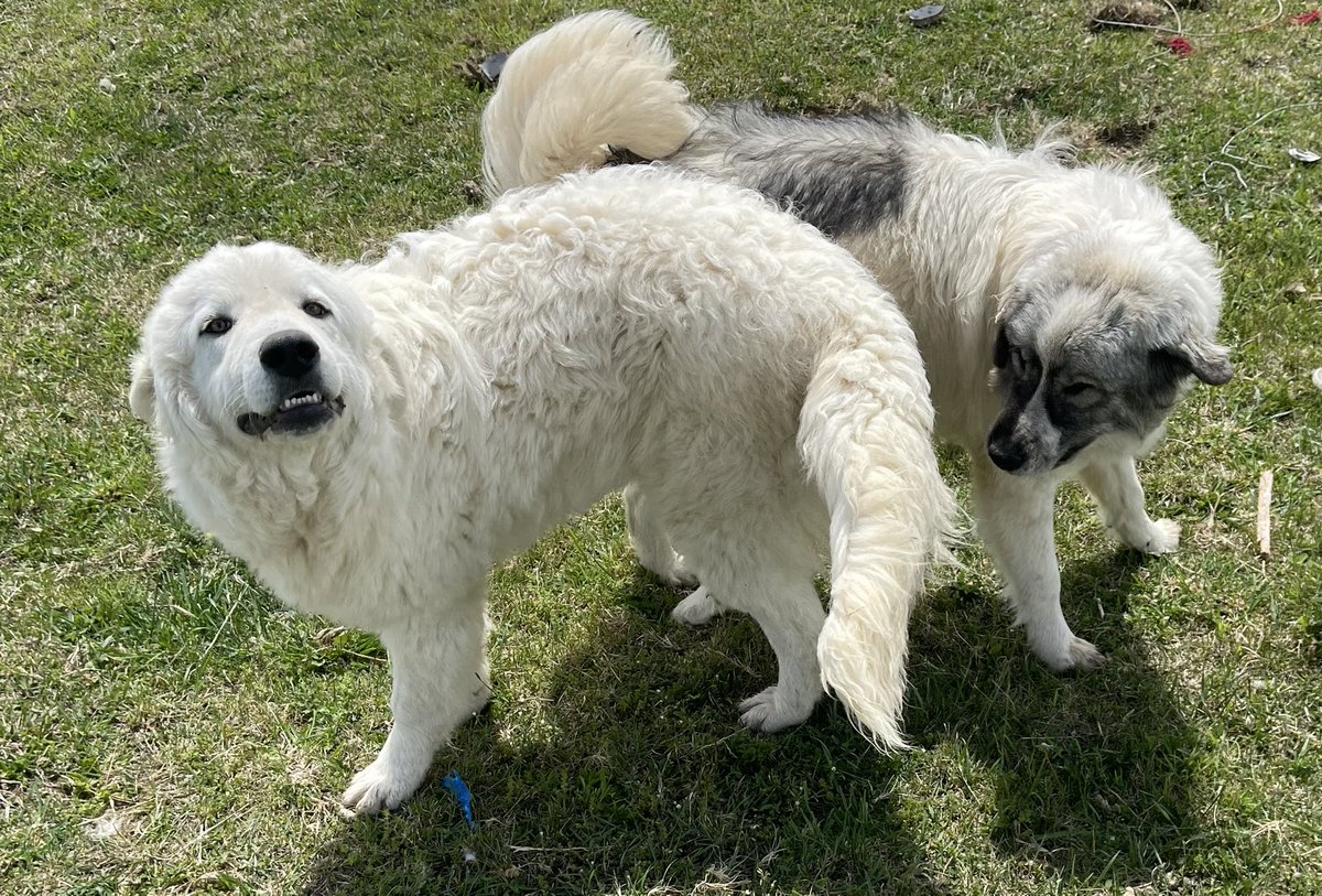 CryptoRick423's tweet photo. Hi! #DogsSmiling https://t.co/XL3DSPBEbA