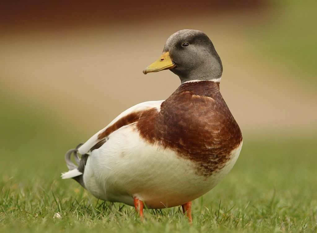 ducksdailyy's tweet photo. https://t.co/HamGZosx6n