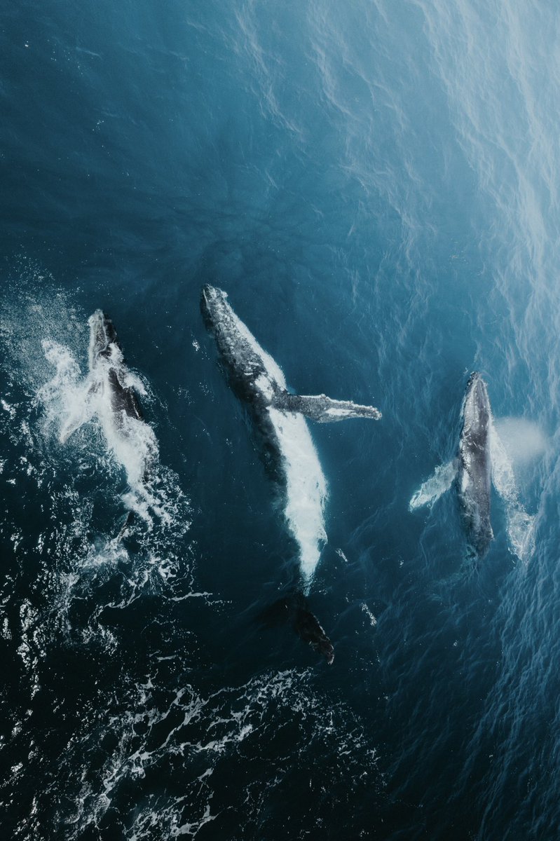 imcodybryce's tweet photo. Gm and happy weekend 🙏🏼 Who’s keen for 🐋 szn? https://t.co/mGwEusGIF9