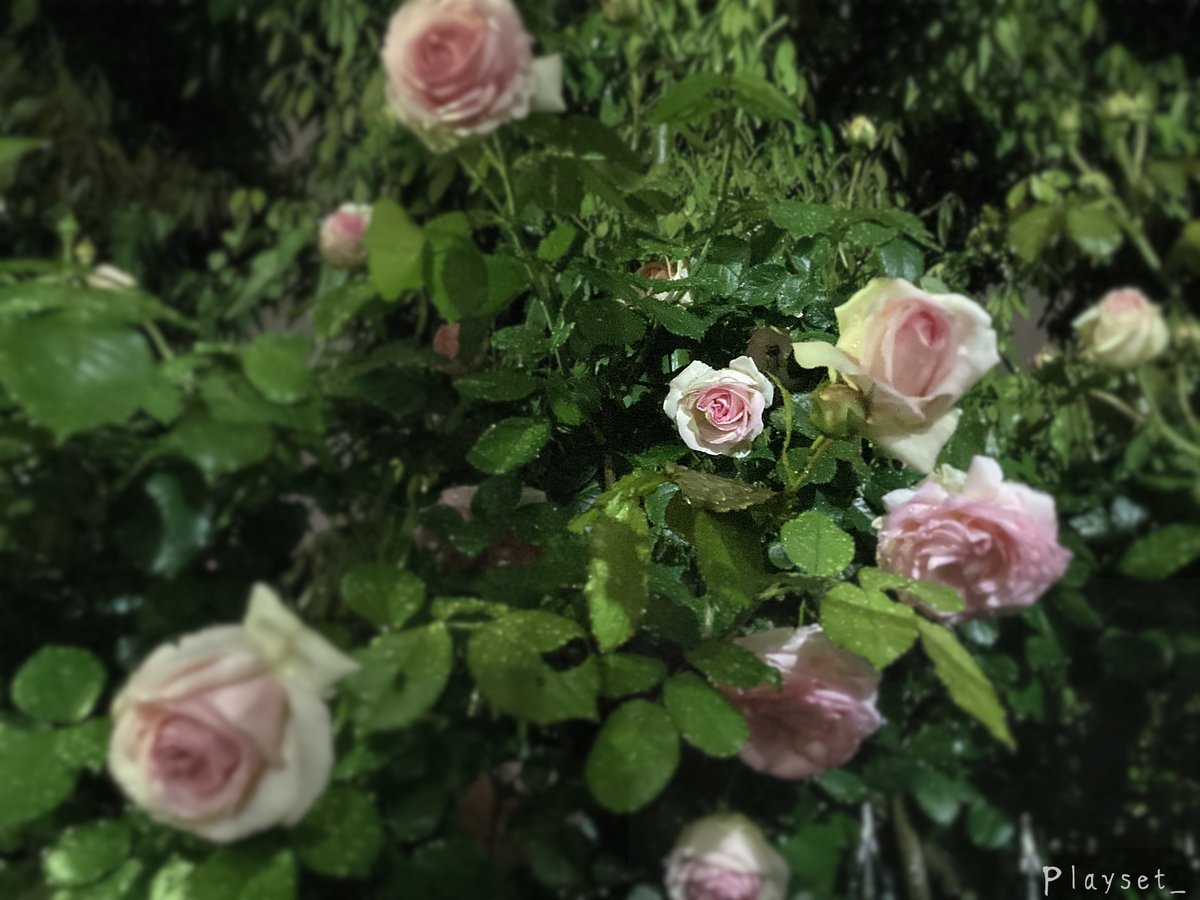 コウシンバラ Twitter Search Twitter