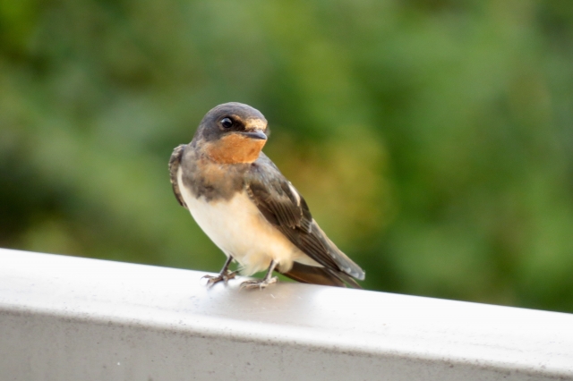 おはようございます😃
本日5/14は、世界渡り鳥の日

渡り鳥といえばなにを思い浮かべますか？私はツバメですね。近くに巣を作ってるみたいなんです！何とかして発見したい…。

今日もどうぞよろしく！