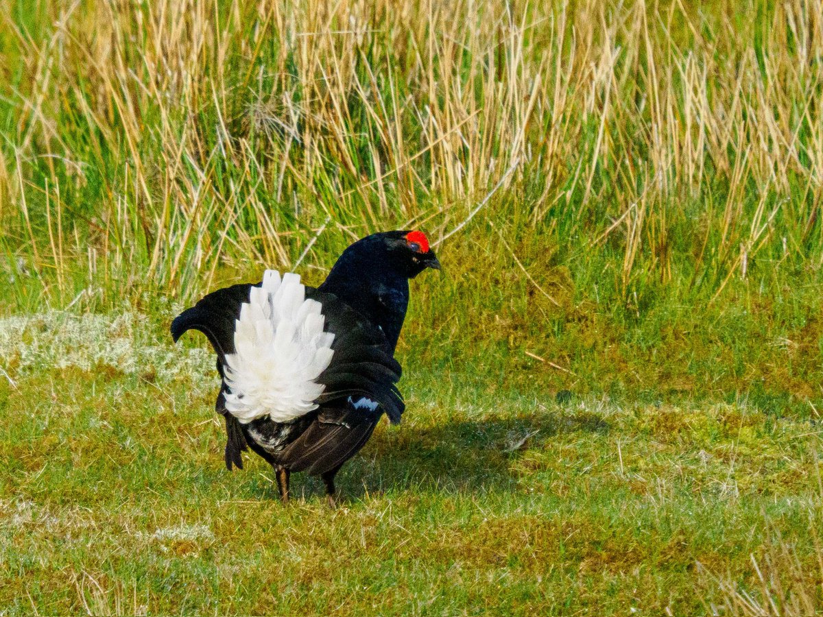 Very pleased to see black grouse on <a href="/SpeyWildlife/">Speyside Wildlife</a> trip in Wales
