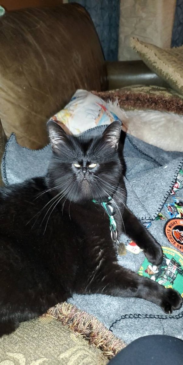 Disgruntled cat