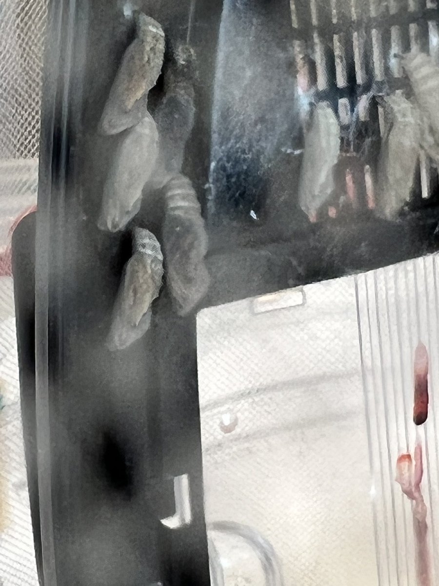 Lisa Nathaus tweet media