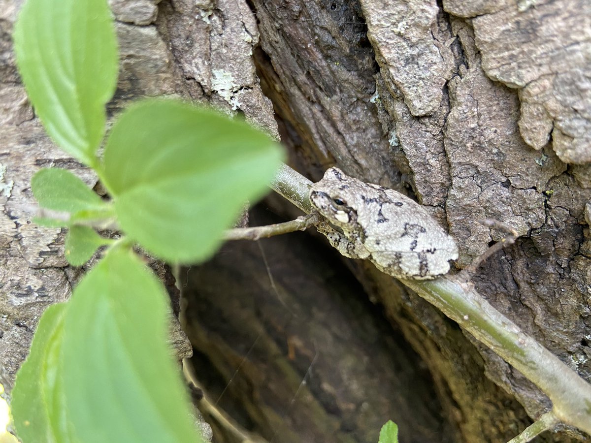 fanshawe_edu's tweet photo. Look what we found while setting up our orienteering course in @FanshaweCA this afternoon!  Blending in with its surroundings is a strategy it uses to stay safe.  #greytreefrog https://t.co/YWrMgualMA