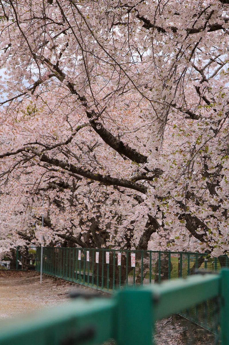 ukk562's tweet photo. (✿´ ꒳ ` )
#ファインダー越しの私の世界
#写真好きな人と繋がりたい
#photography #hokkaido
#桜 #sakusa #cherryblossoms
#562camera https://t.co/CNfrxVDeko