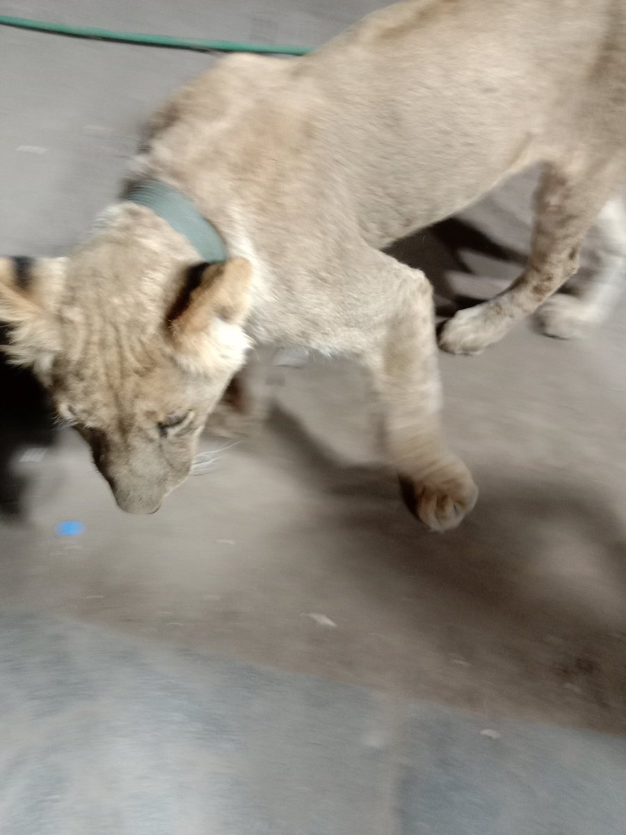 من منكم  يستطيع لمس الاسد