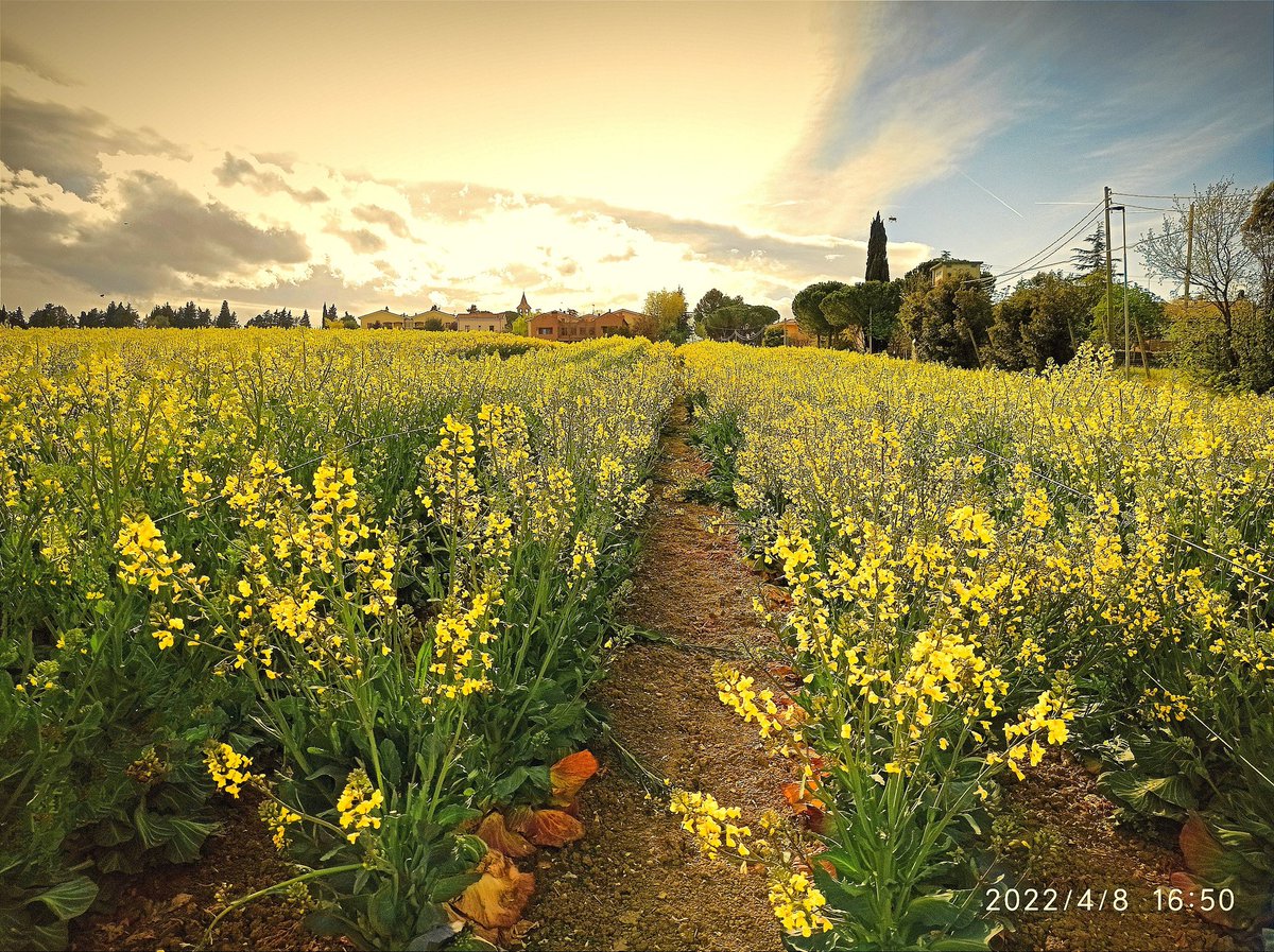 doritadia's tweet photo. @Tirrijis @err0rsyst3m Vida en el campo para vivir sereno en sintonía con la naturaleza.
#myplace #vidaenelcampo
#contryside
#romagna #Italia
📷 doritadia https://t.co/jG4heXT2ma