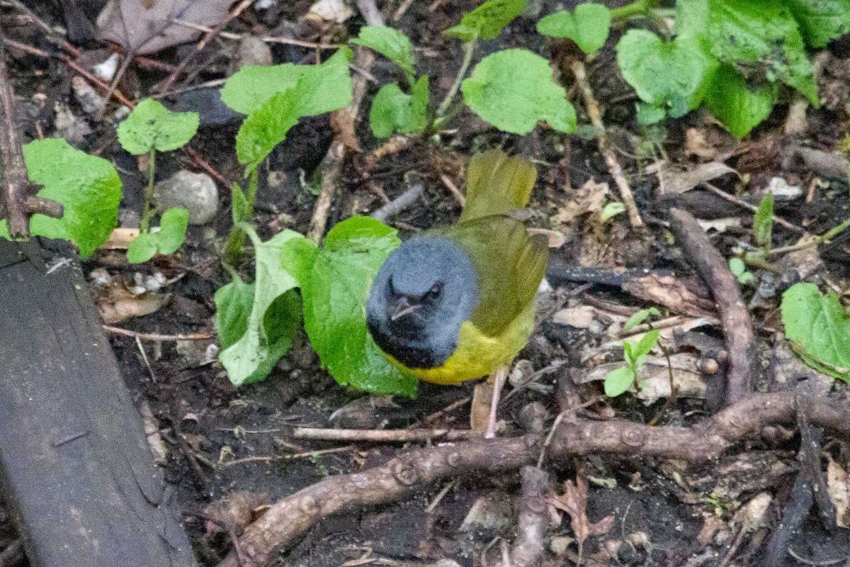 Anya Auerbach tweet media