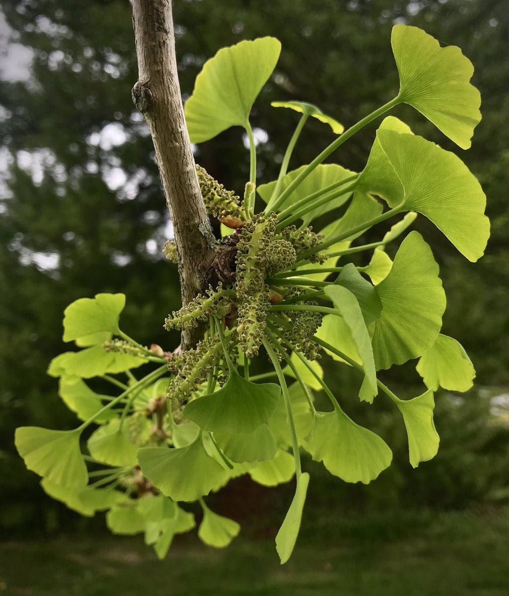 bellemare_jesse's tweet photo. #Ginkgo pollen cones at #SmithCollegeBotanicGarden today! This #gymnosperm is #dioecious w/ separate pollen- and ovule-producing trees. Male gametes from germinated pollen have flagella to ‘swim’ to egg cell after pollination- seeing these in action is on my #BotanicalBucketList! https://t.co/917vhapJ26