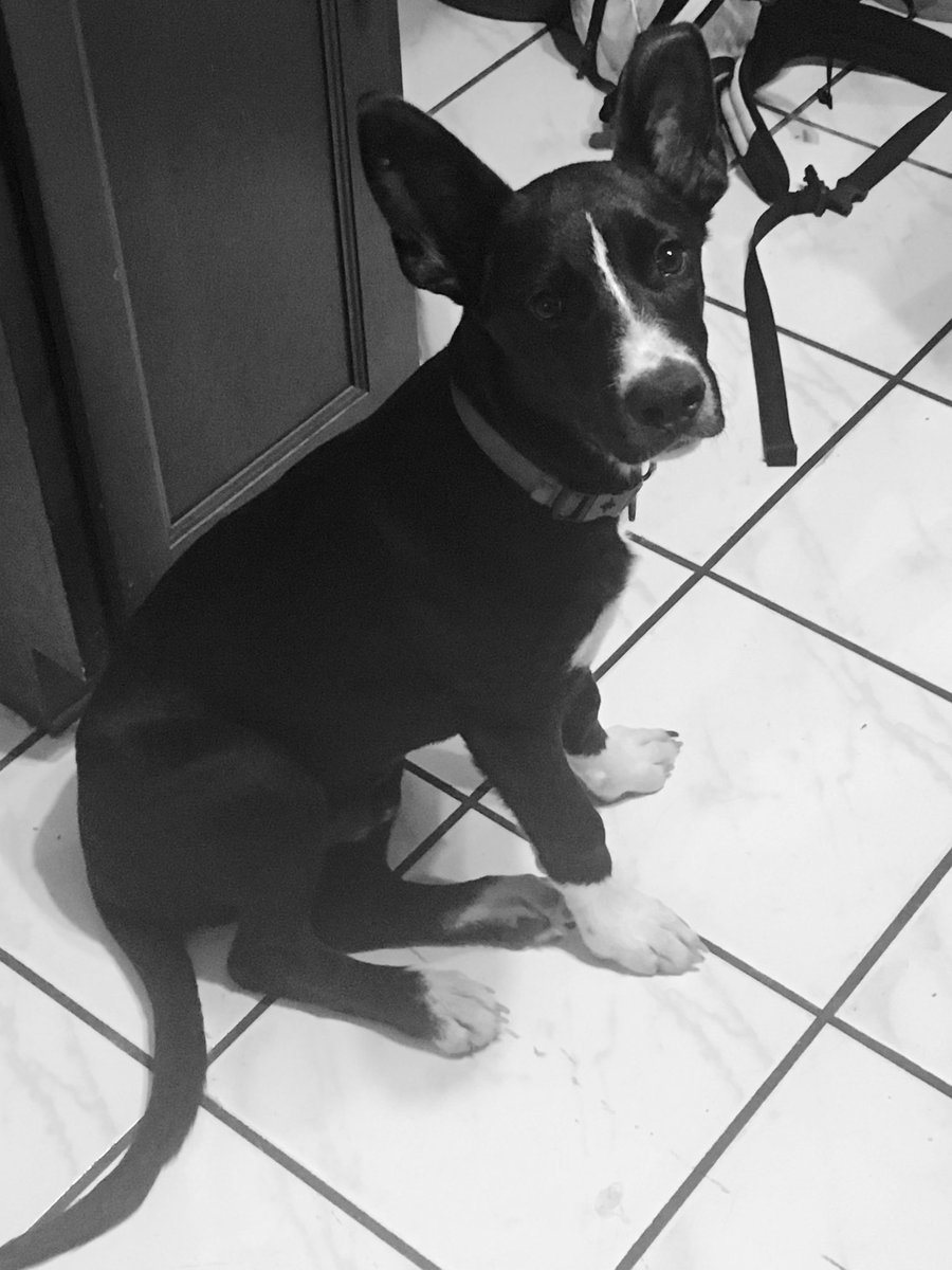 Ajovel12's tweet photo. Not sure if this one has been shared but here is the weekly picture of Milo 😬 when he was a baby… and his ears rolled back #pitlabmix https://t.co/KJEAsWiOuu