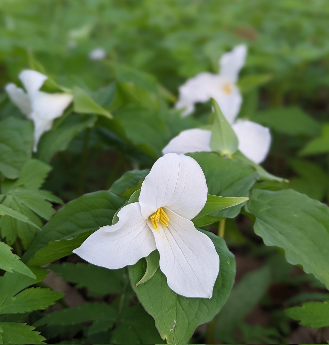 DRPSLGill's tweet photo. It's a good day and great time of year when the trilliums bloom. Thankful to see more of these popping up at my place 🥰🤍🦋 #ontarioflower #greatwhitetrillium #Friday13th https://t.co/SSDArB7rEi