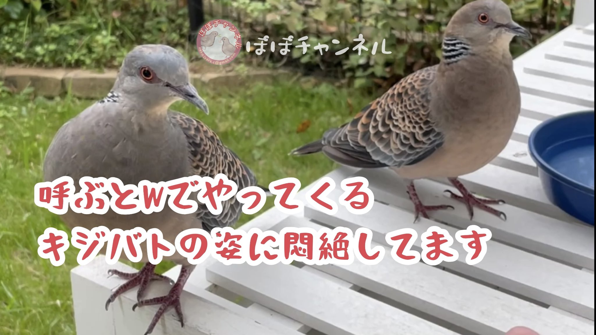 野生のキジバトなつく Twitter Search Twitter
