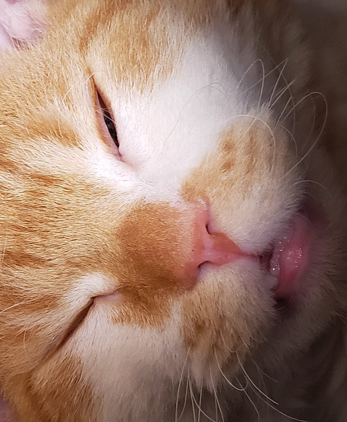 ラムキンのもやし君 おはようございます 土アップ祭 猫 猫好きさんと繫がりたい 猫の居る暮らし ラムキン 歯可愛いぃぃぃ T Co Yg5ux3erkb Twitter