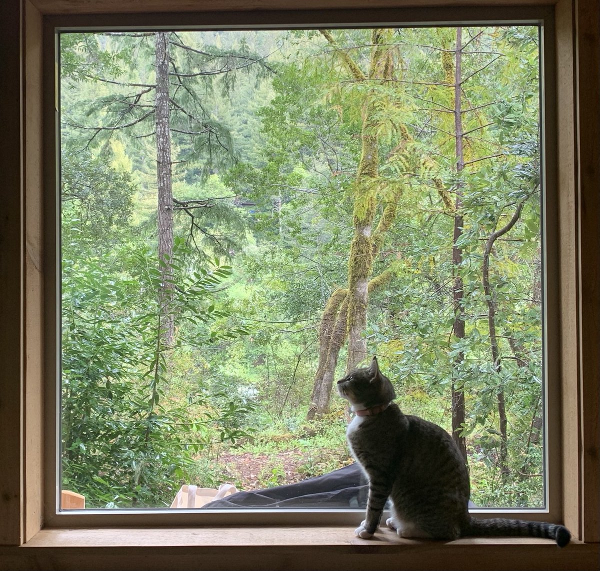 betling's tweet photo. #timelinecleanse #catinawindow https://t.co/Y5mMZPCgDf