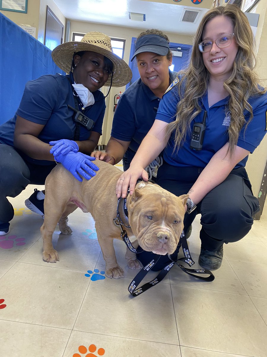 Please send a warm welcome to the newest, furry meme bet of our Pack, Bowie ( fka Spike )!🐶

He is a rough shape, but we will take care of him well and he’ll soon be happy and healthy again!

#istandwithmypack
#Dog #DogsofTwittter 
#rescuedogs