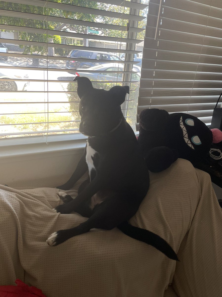 twigabyte3D's tweet photo. my cats been acting a little weird https://t.co/3kGW2yPLUj