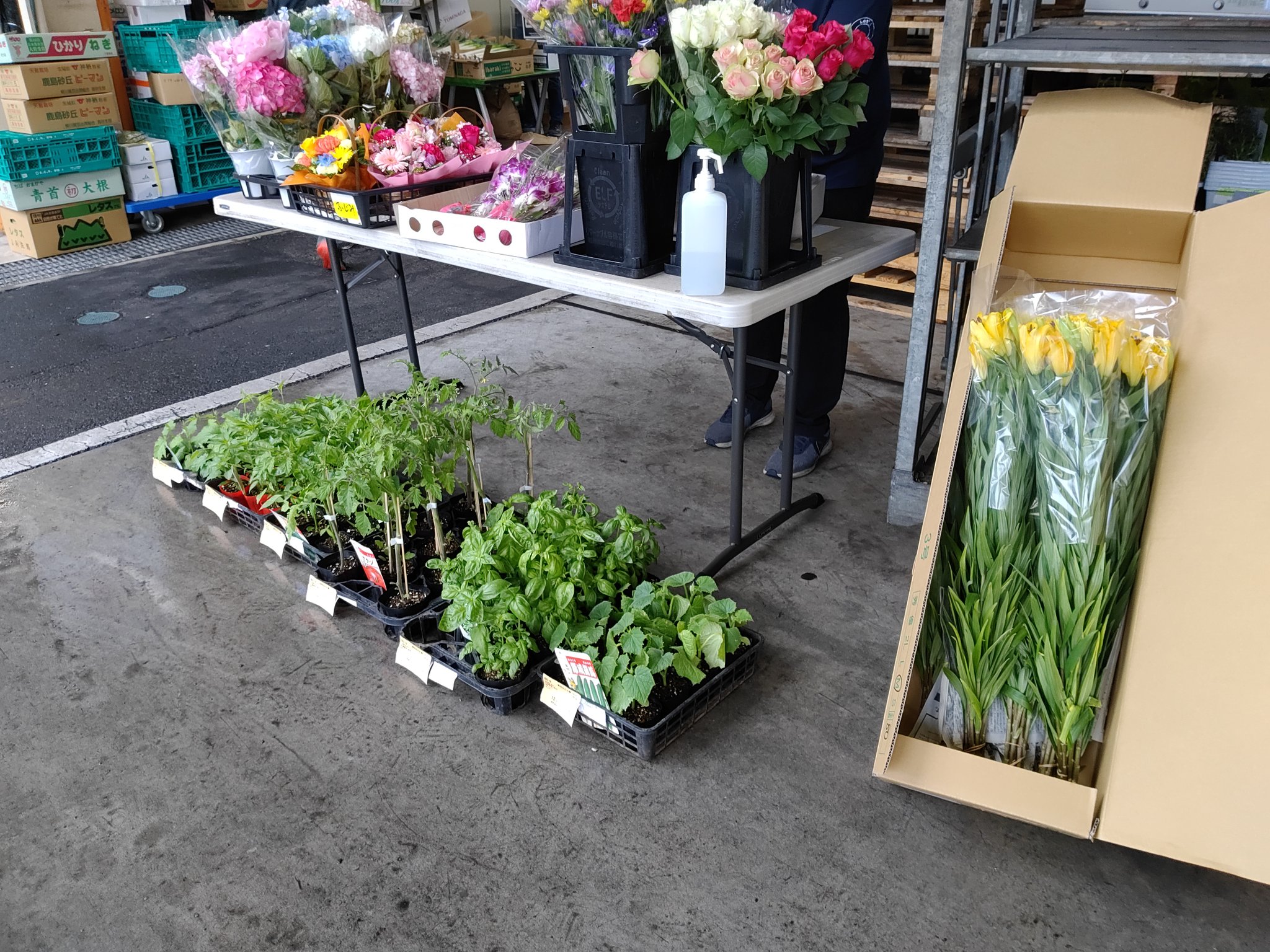 تويتر 川崎幸市場 على تويتر 花売り場もスタートしています きれいなお花そろってます T Co Zdakzz0zxr