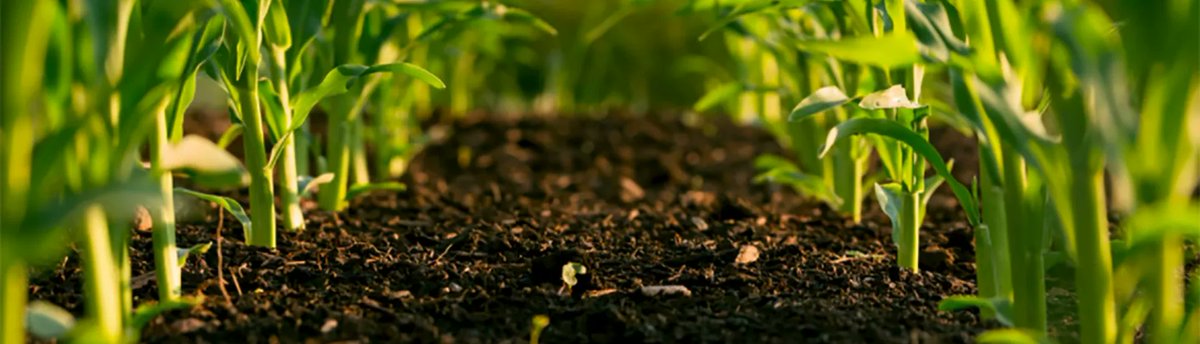 KelloggBioStn's tweet photo. A recent study from postdoctoral researcher Heather Kittredge and KBS faculty member Sarah Evans shows that death does not stop bacteria from spreading antibiotic resistance in soils. More:
https://t.co/D4oPvKsEtb #KBSscience https://t.co/UdmdyuR9zw