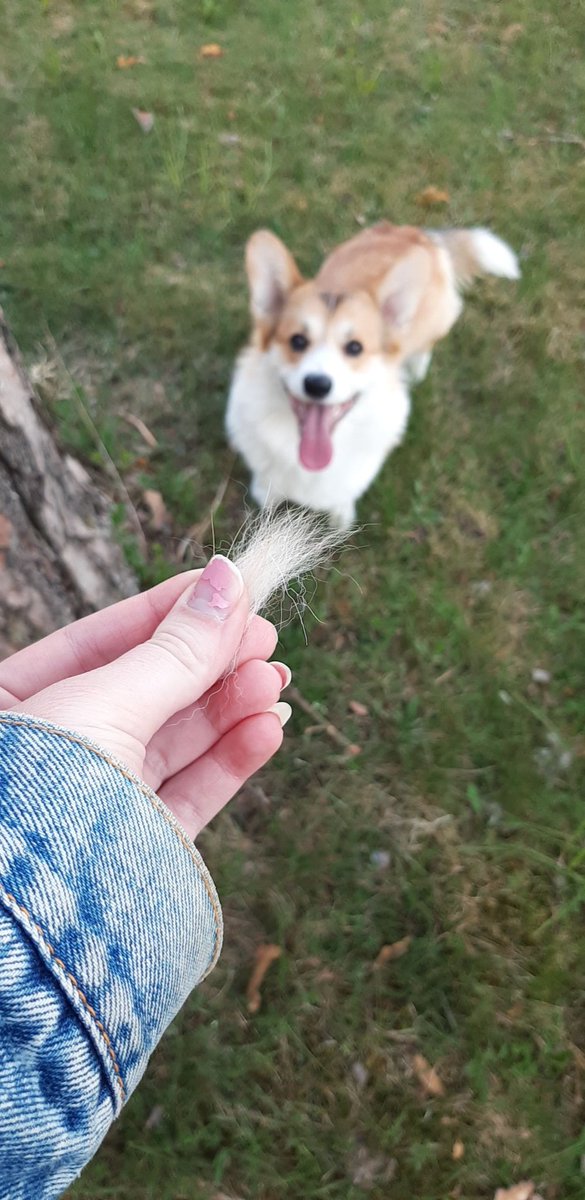 loafofsepik's tweet photo. shedding season . https://t.co/IZJaszhhnD