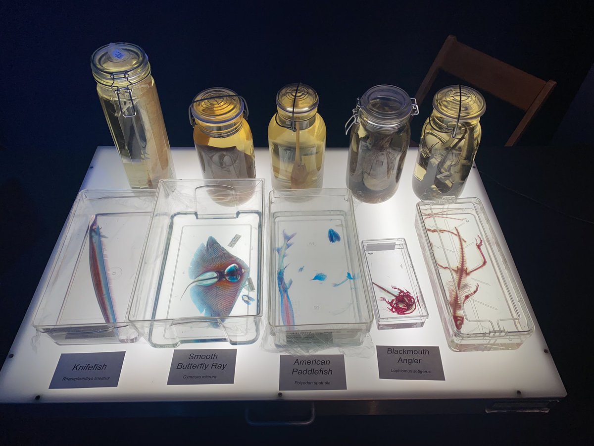 Sara_and_Snakes's tweet photo. Members night herps and fish time with cleared and stained specimens @FieldMuseum https://t.co/dYcXUDi8cD
