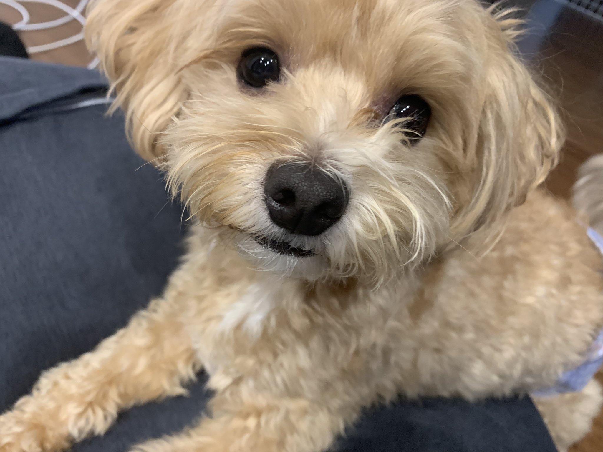 マルプー ラテミル おはよう マルプー 子犬 マルチーズ トイプードル ミックス犬 Mix犬 T Co Nr5iham5d5 Twitter