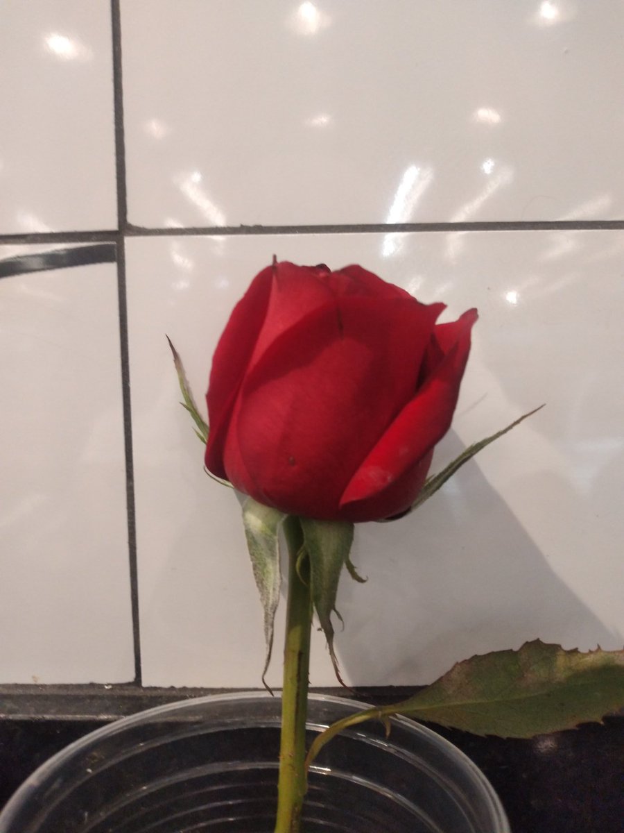 rafa_monteirov's tweet photo. Só quero agradecer o moço vale essa rosa hj melhorou meu dia 100% https://t.co/dH6NyYIn5r