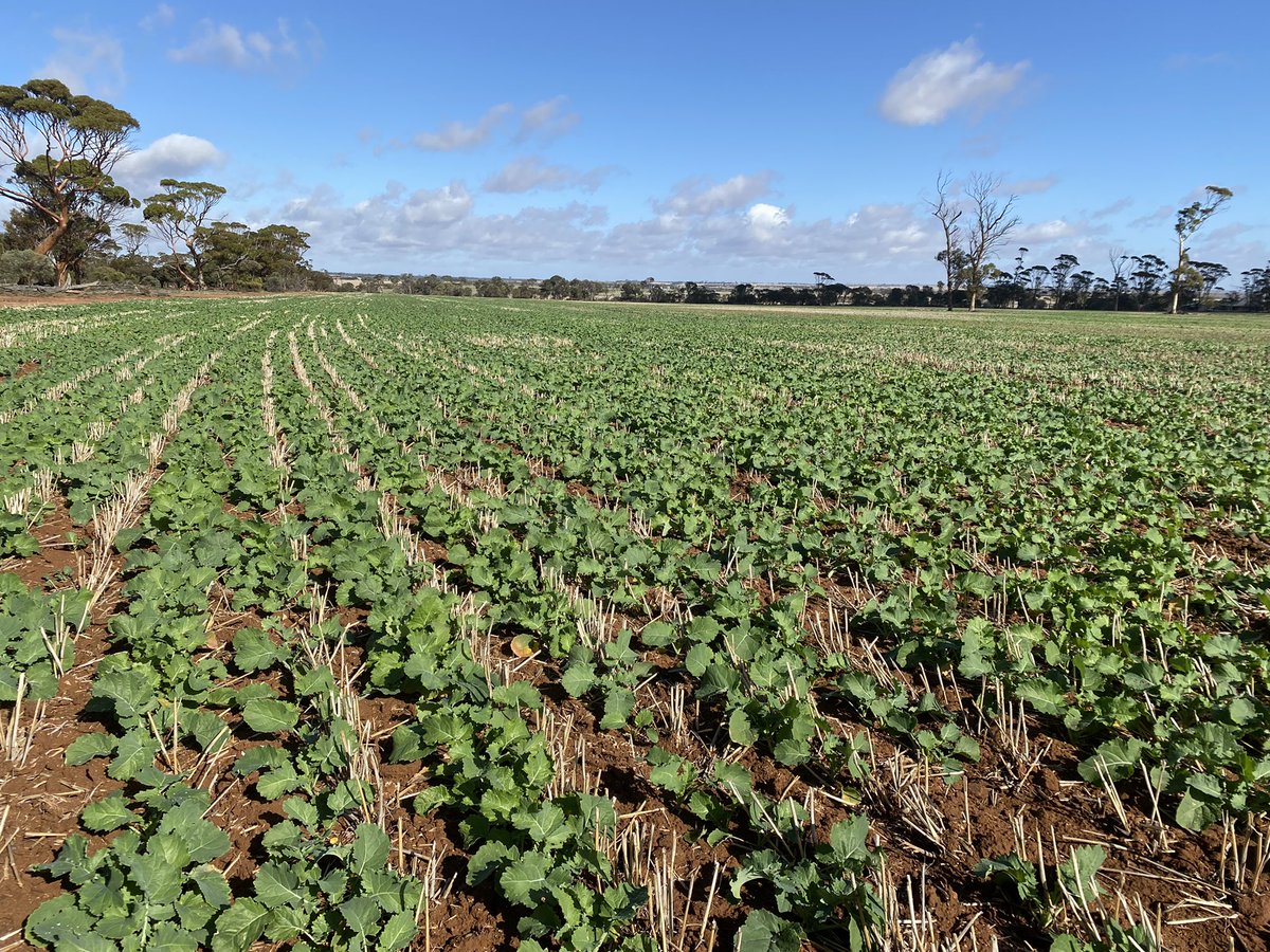 Campbell Jones tweet media